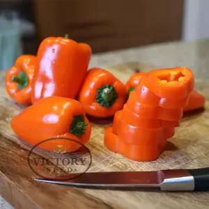 Orange Blaze F1 Sweet Pepper