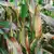 Striped Japonica Flint Corn thumbnail 1