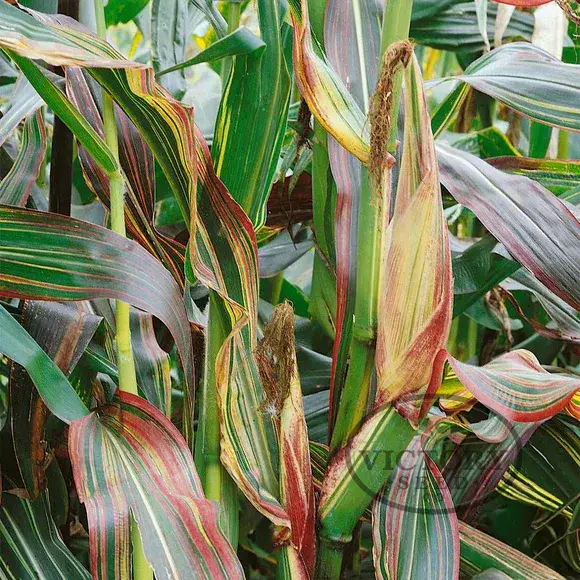 Striped Japonica Flint Corn