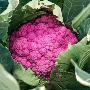 DePurple F1 Cauliflower