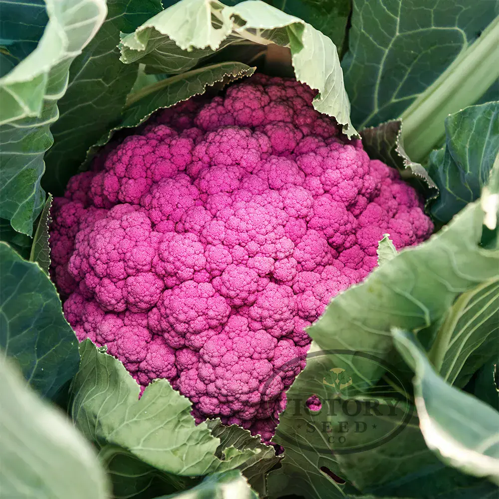 DePurple F1 Cauliflower