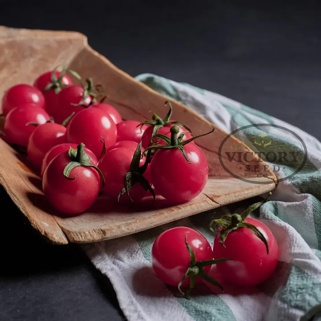Sunpeach F1 Tomato