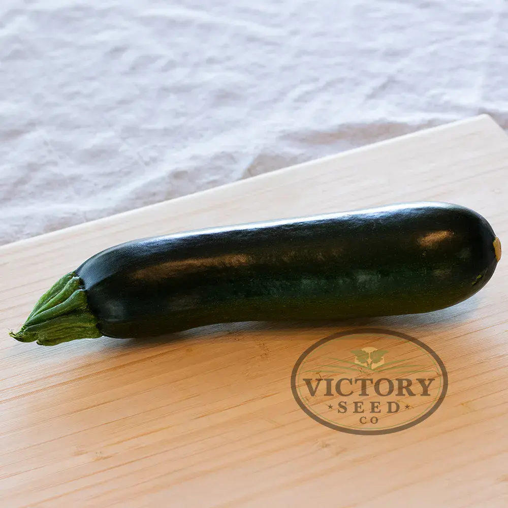 Anton F1 Zucchini Summer Squash