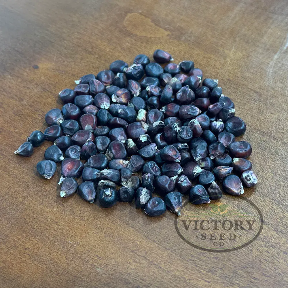 Striped Japonica Flint Corn
