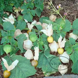 Cossack Pineapple Ground Cherry