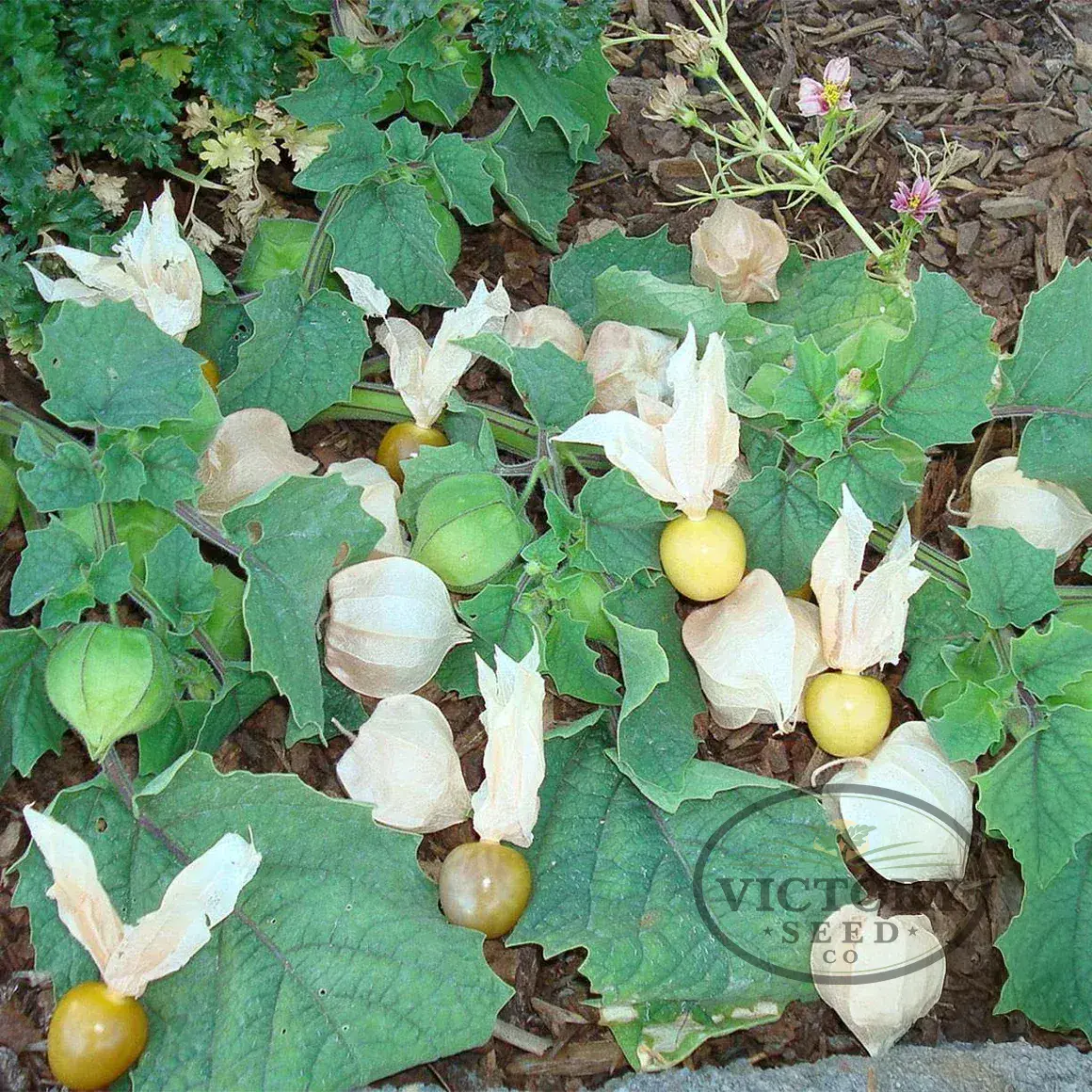 Cossack Pineapple Ground Cherry