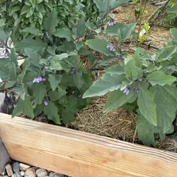 Customer review photo for Patio Baby F1 Eggplant