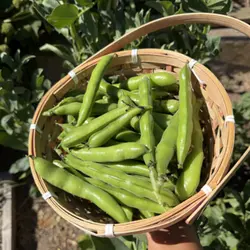 Customer review photo for Henderson's Bush Lima Bean