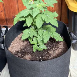 Customer review photo for Tiny Tim Micro Dwarf Tomato