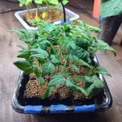 Customer review photo for Dwarf Mr. Snow Tomato