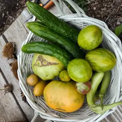 Customer review photo for Dwarf Saucy Mary Tomato