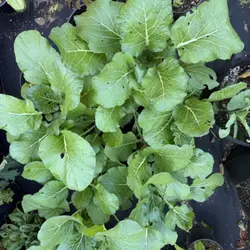 Customer review photo for Bok Choy (Pak Choi)
