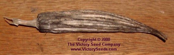 Dry Okra Pod -- Victory Heirloom Seeds