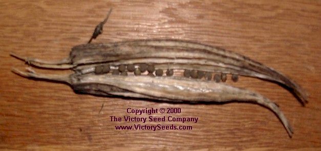 Dry Okra Pod with Seeds -- Victory Heirloom Seeds
